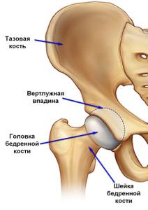 Анатомическое строение тазобедренного сустава
